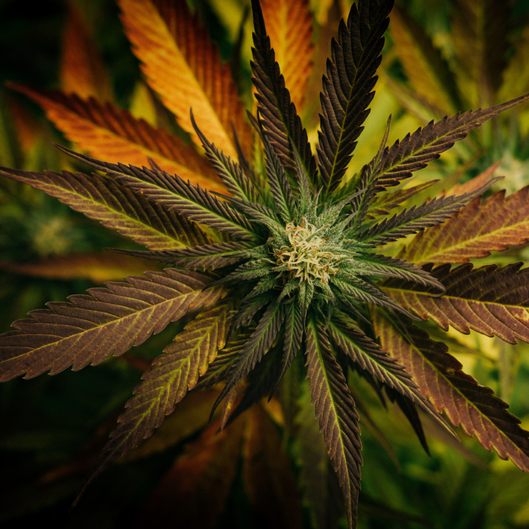 420 Distressed Weed Cannabis Marijuana Stoner Regalo PopSockets 420 Distressed Weed Cannabis Marijuana Stoner Regalo PopSockets