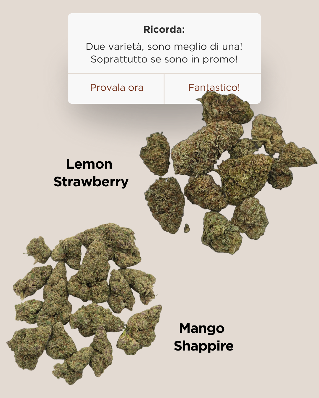 Promo WEED Greenhouse | LEMON & MANGO | 12GR.
